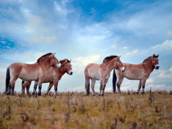 Mongolia tour, land of the great Khan 
