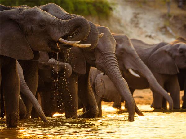 Botswana Wildlife holiday with added comfort