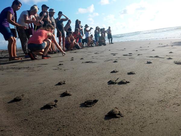 Costa Rica turtle conservation experience 