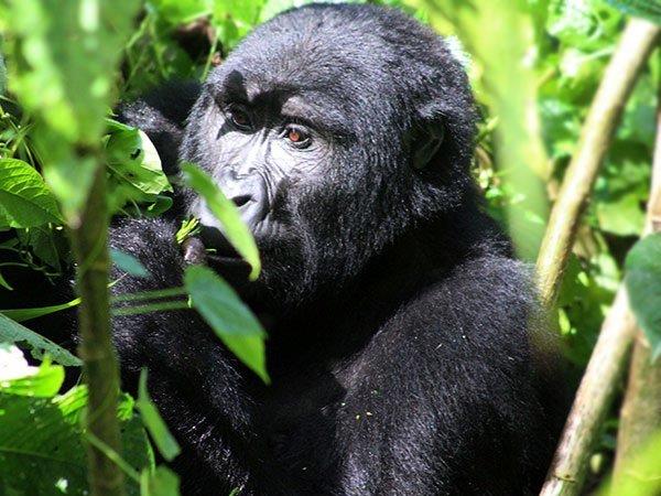 Gorilla and game safari in Uganda 