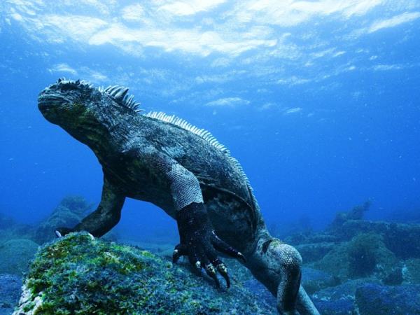 Classic Galapagos island hopping tour, tailor made