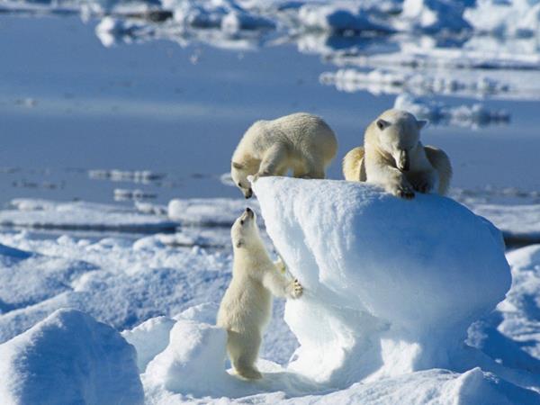 Spitsbergen Arctic cruise