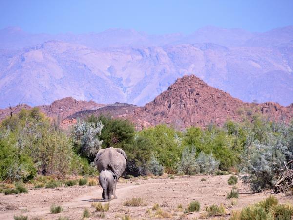 Elephant conservation holiday for families, Namibia