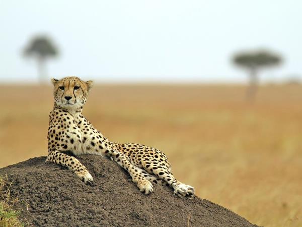 Tanzania tour with Kilimanjaro and Zanzibar