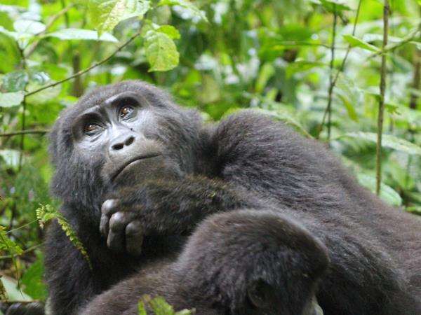 Rwanda primate safari holiday