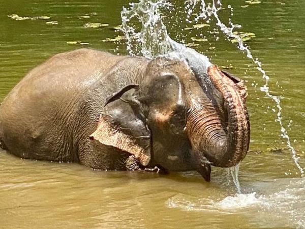Elephant adventure holiday, Laos