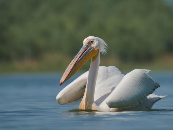 Danube Delta birdwatching tour, Romania