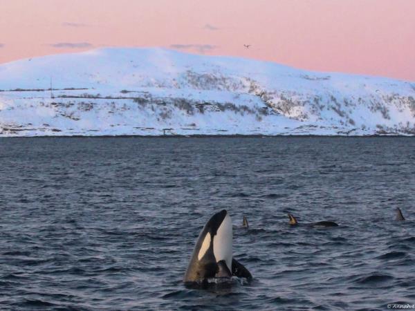 Swim with orcas in fjords of Norway