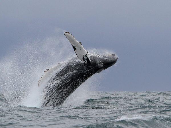 Whale watching in the Azores