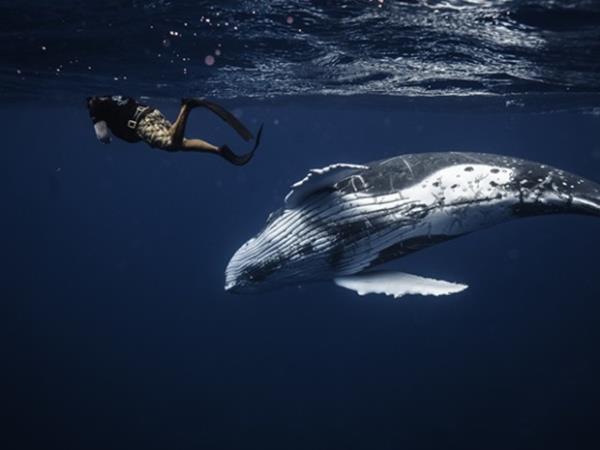 Rurutu humpback whale swimming holiday in the Pacific