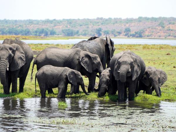Chobe and Vic Falls adventure, Botswana