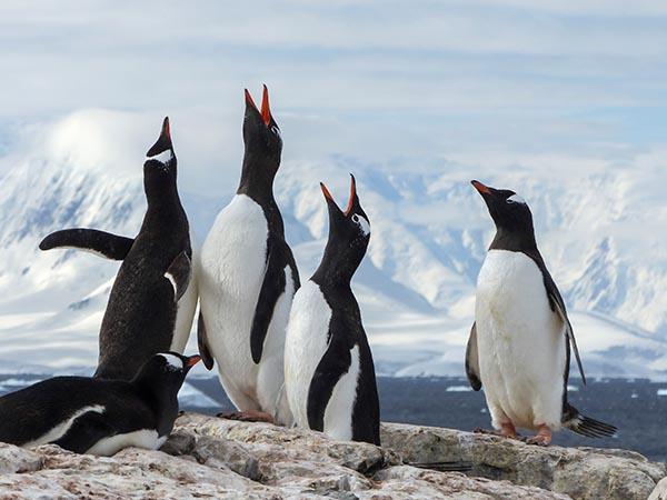Classic Antarctica cruise & South Shetland Islands