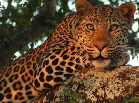 Reviews: an award winning South Africa safari